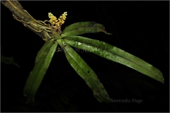 Pomatocalpa decipiens